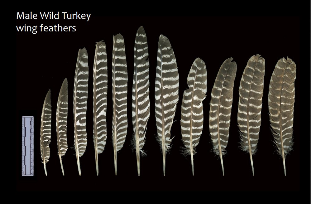 Turkey Feathers As Thanksgiving Decorations Wing & Tail Feathers